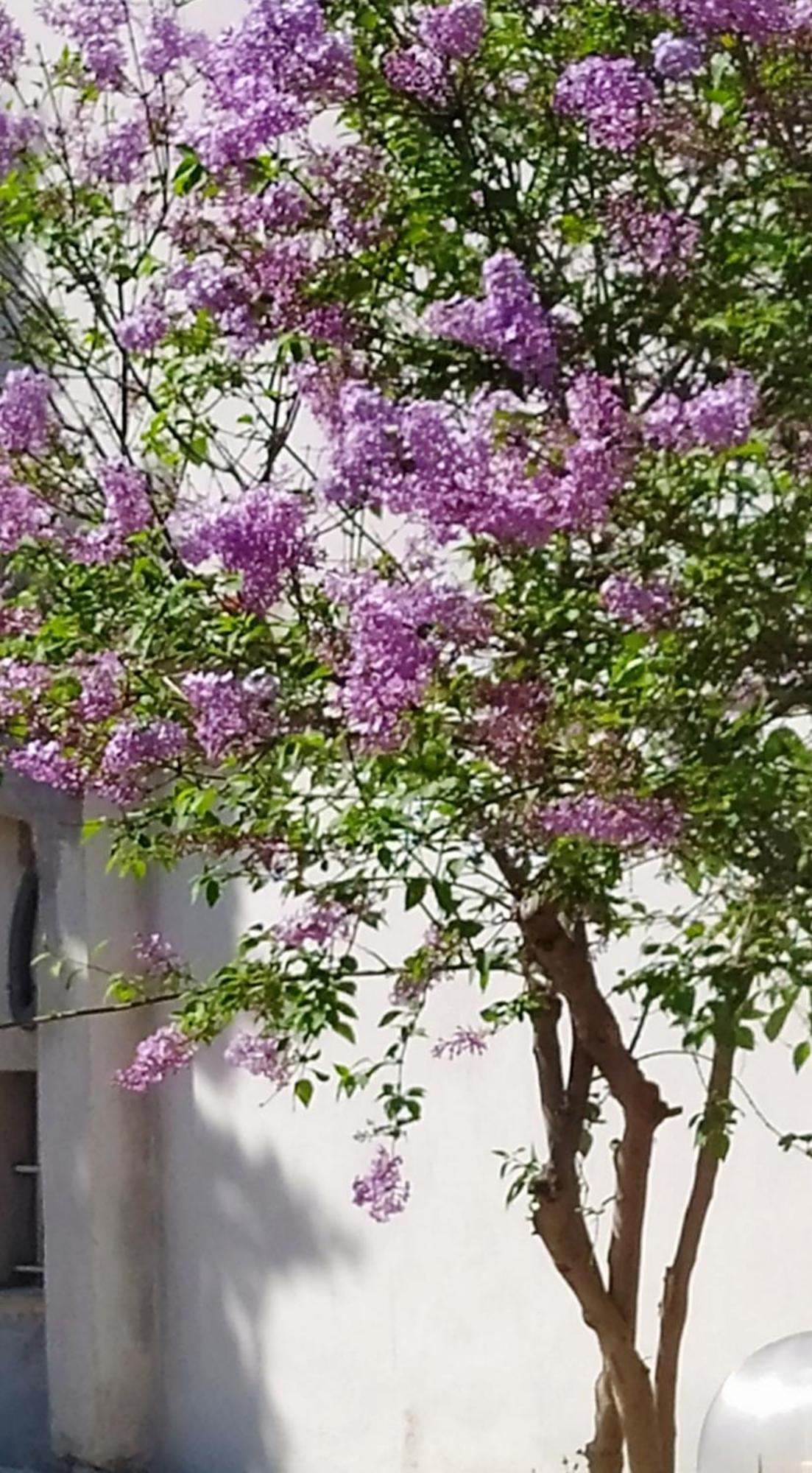 View διαμερισμα * Loukissia